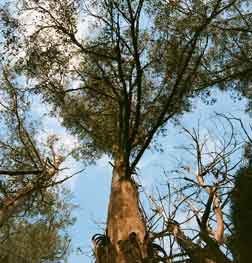 Gold Coast Tree Pruning