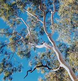 Gold Coast Tree Service