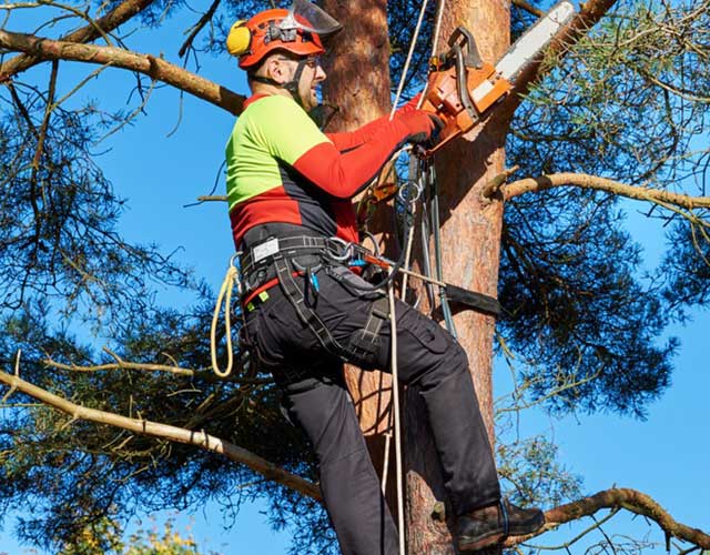 Tree Pruning Gold Coast